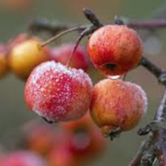Crabapple Seeds -Fruit Plant