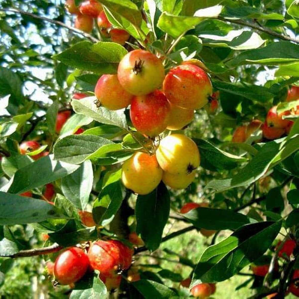 Crabapple Seeds -Fruit Plant