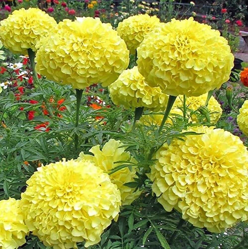 Crackerjack Marigold Seeds - Flower Plant