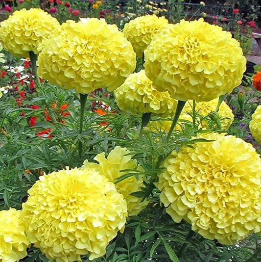 Crackerjack Marigold Seeds - Flower Plant