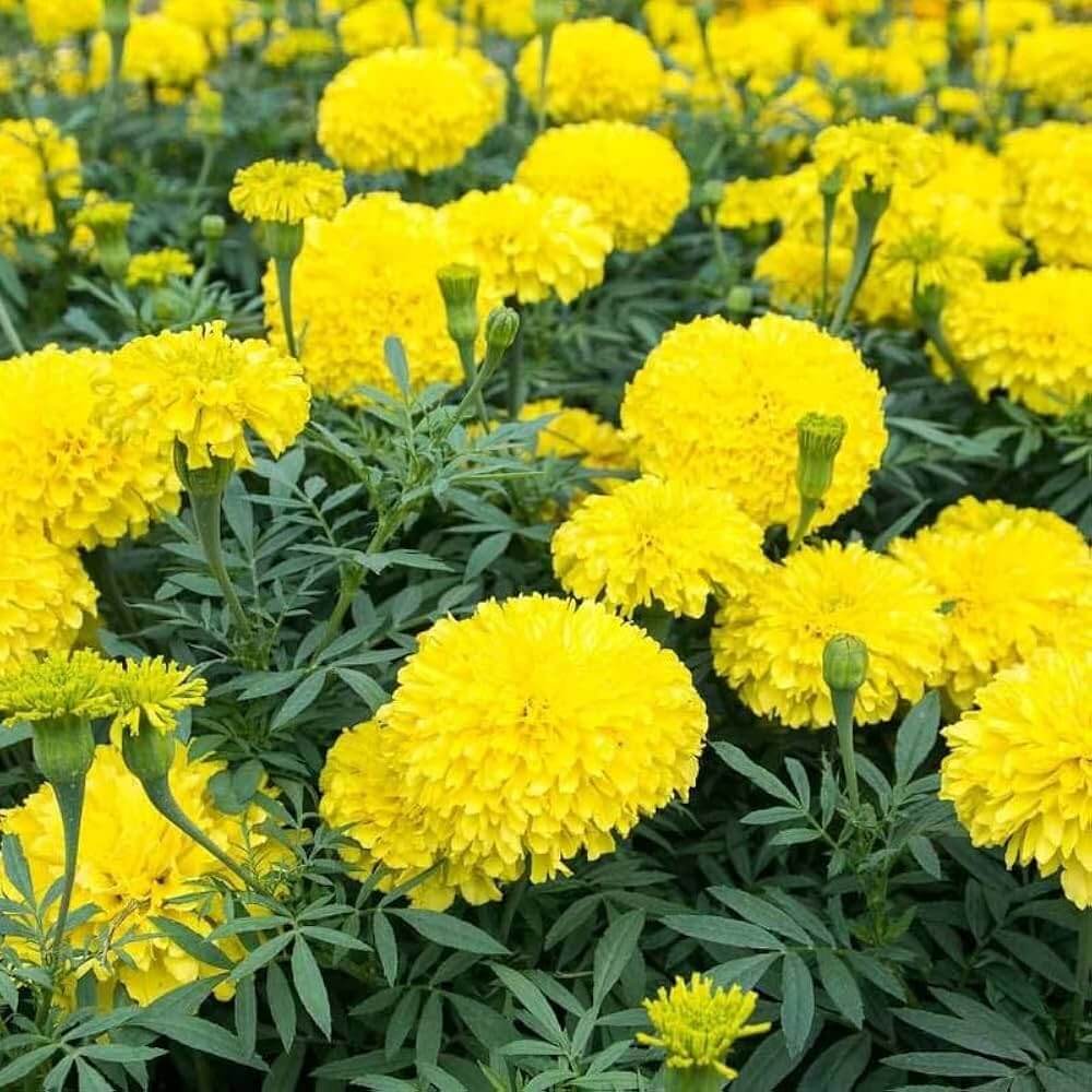 Crackerjack Marigold Seeds - Flower Plant