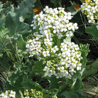 Crambe Maritima Seeds for Planting