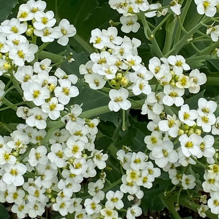 Crambe Maritima Seeds for Planting