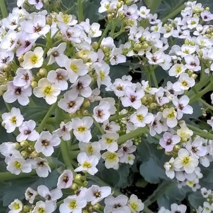 Crambe Seeds