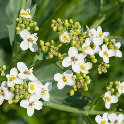 Crambe Seeds