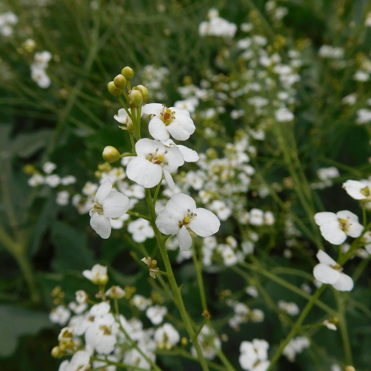 Crambe Seeds
