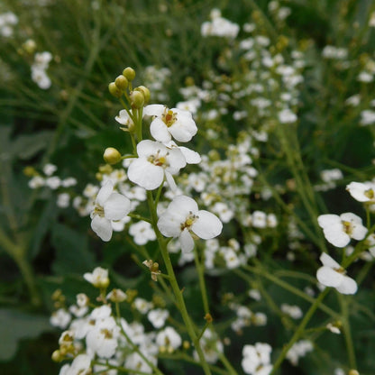 Crambe Seeds