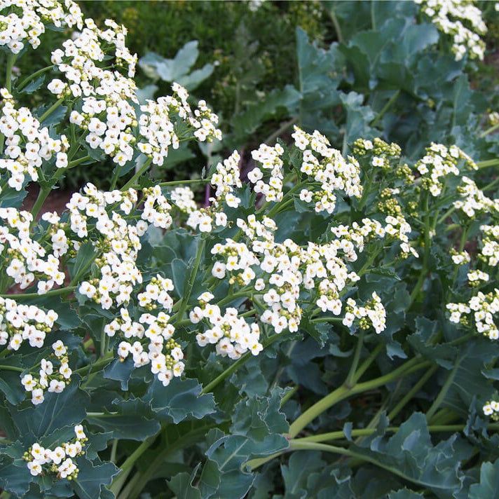 Crambe Seeds