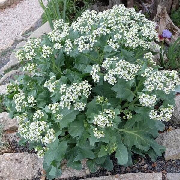 Crambe maritima seeds