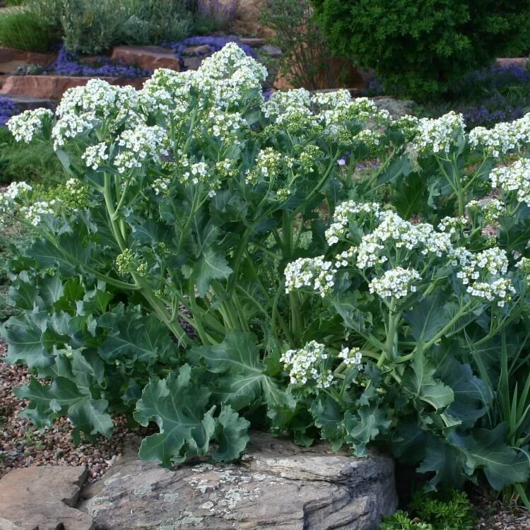 Crambe maritima seeds
