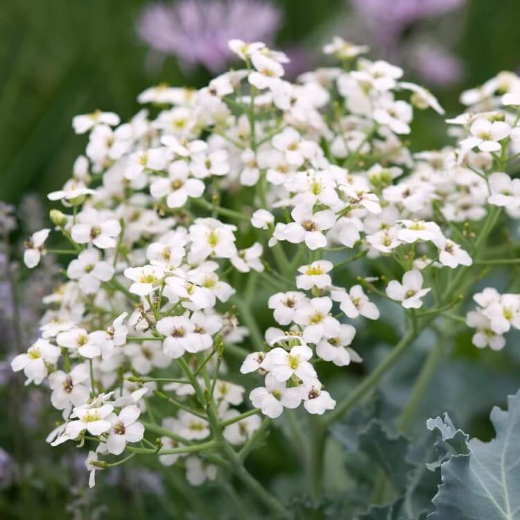 Crambe maritima seeds