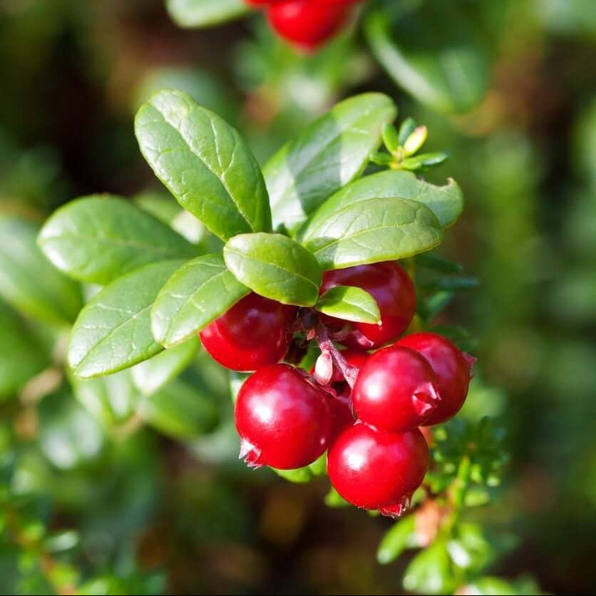 Cranberries Seeds - Fruit Plant for Home Gardens