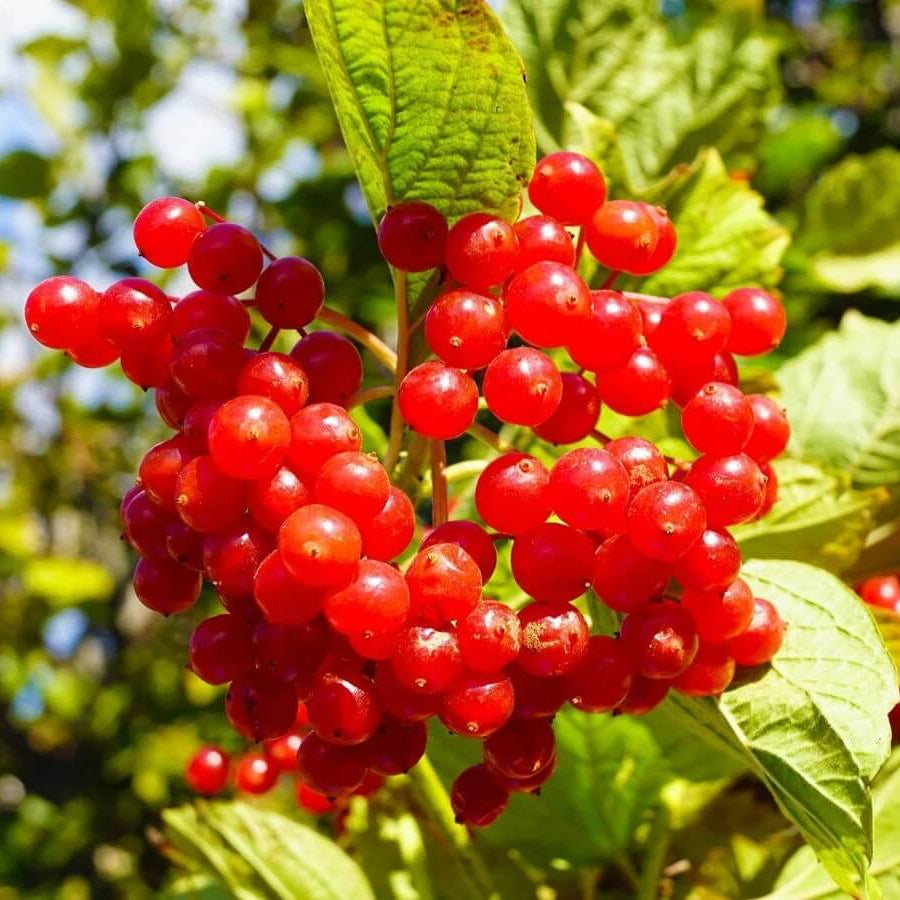 Cranberries Seeds - Fruit Plant for Home Gardens