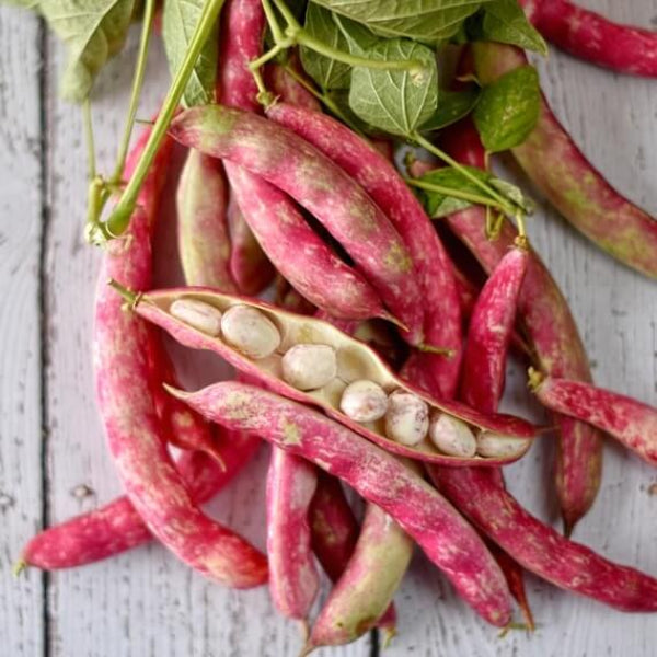 Cranberry Bean Seeds - Vegetable Plant