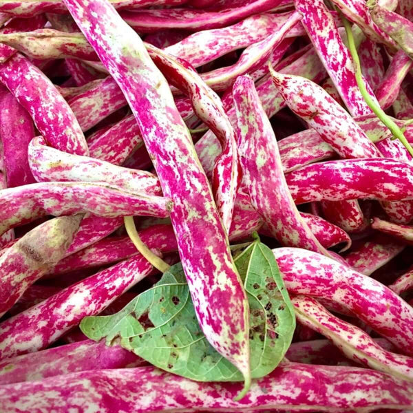 Cranberry Bean Seeds - Vegetable Plant