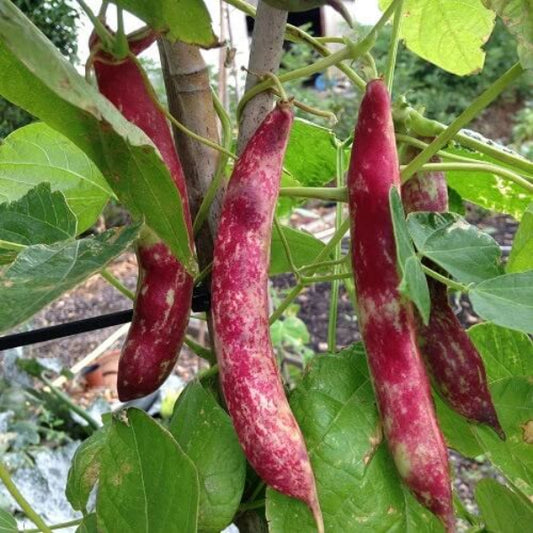 Cranberry Bean Seeds - Vegetable Plant