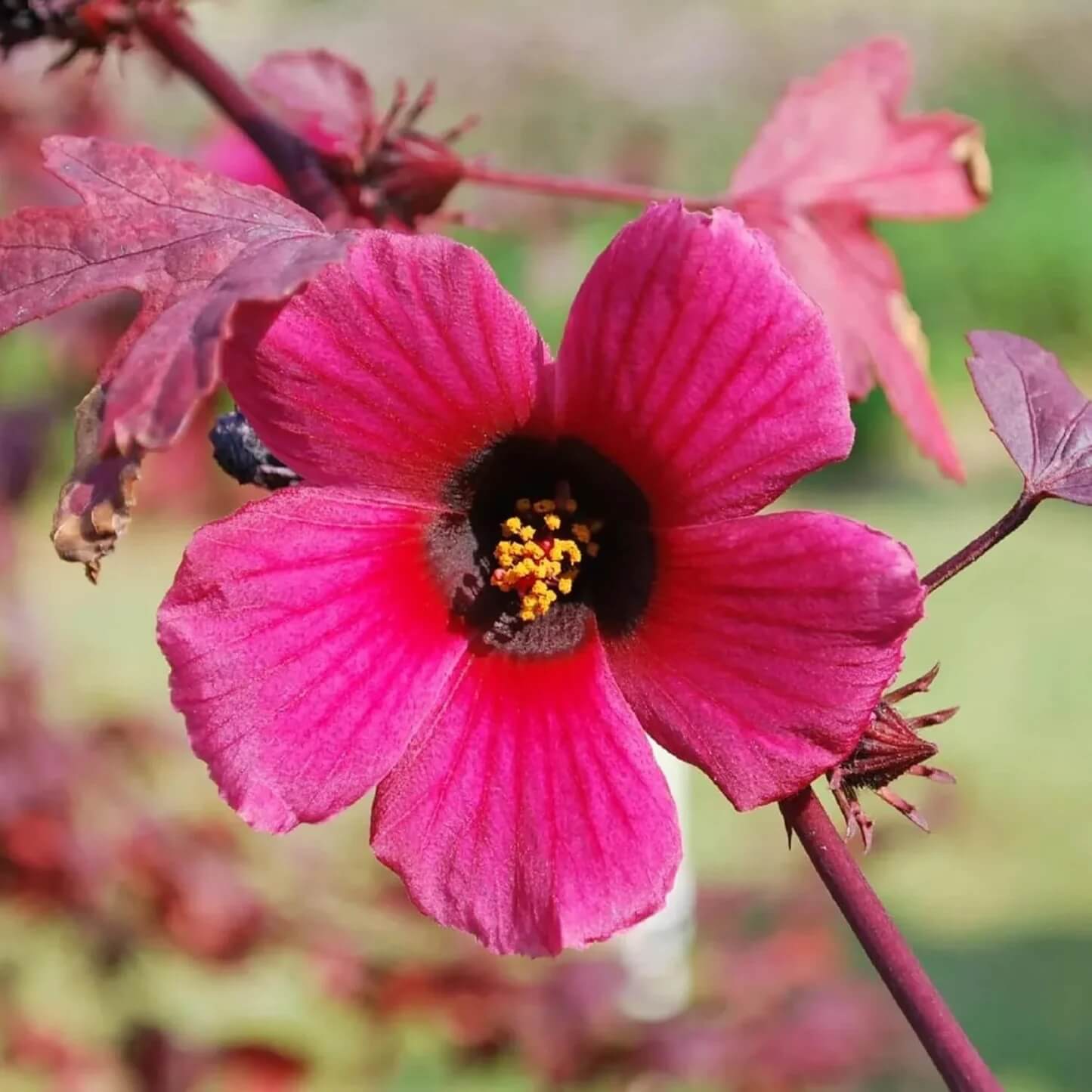 Cranberry Hibiscus Seeds