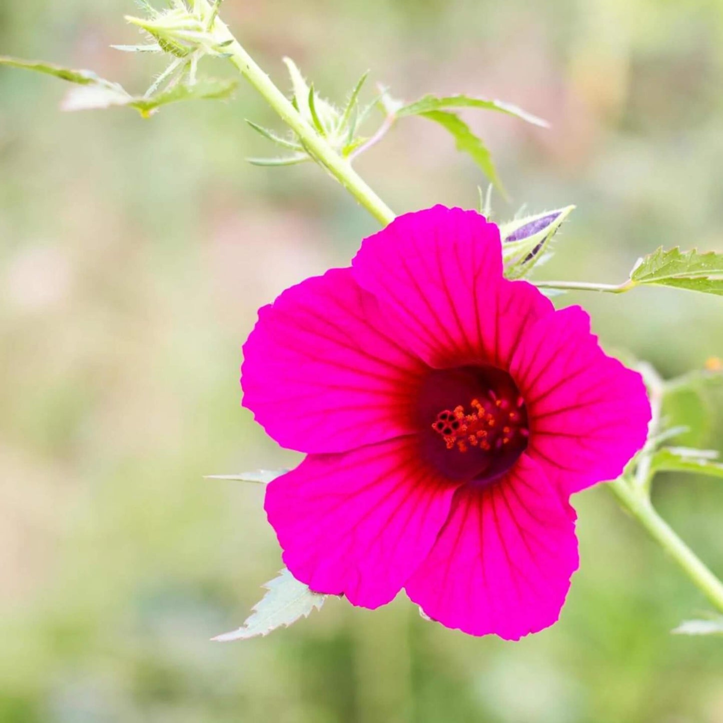 Cranberry Hibiscus Seeds