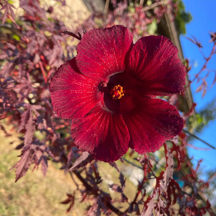 Cranberry Hibiscus Seeds - Herbal Plant