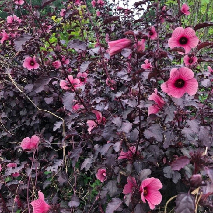 Cranberry Hibiscus Seeds - Herbal Plant
