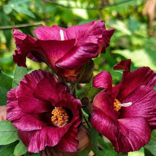 Cranberry Hibiscus Seeds