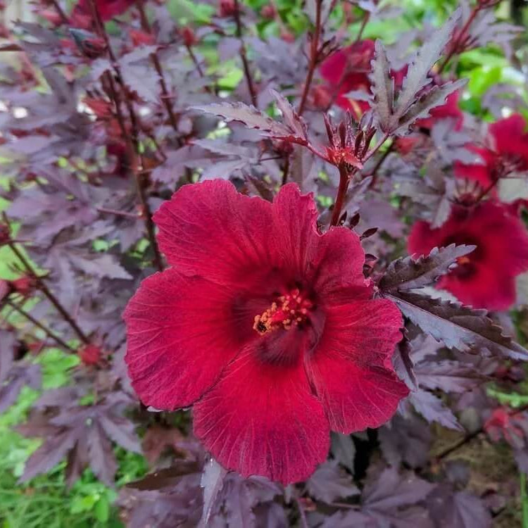 Cranberry Hibiscus Seeds - Herbal Plant
