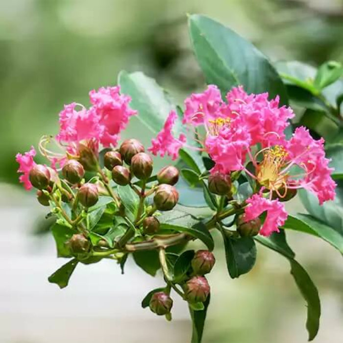 Crape Myrtle Seeds - Flower Plant