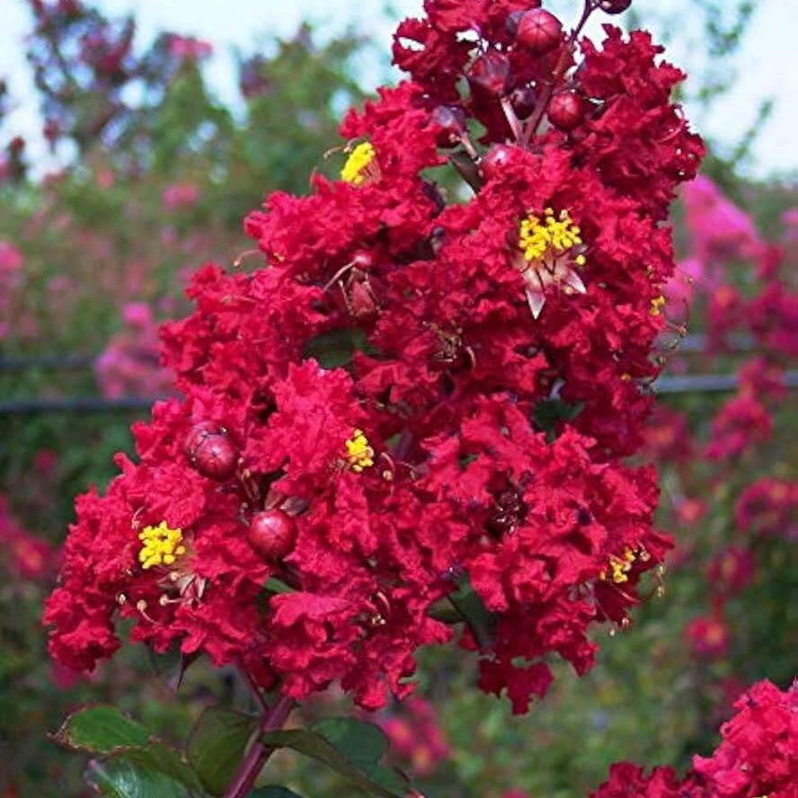 Crape Myrtle Seeds - Flower Plant