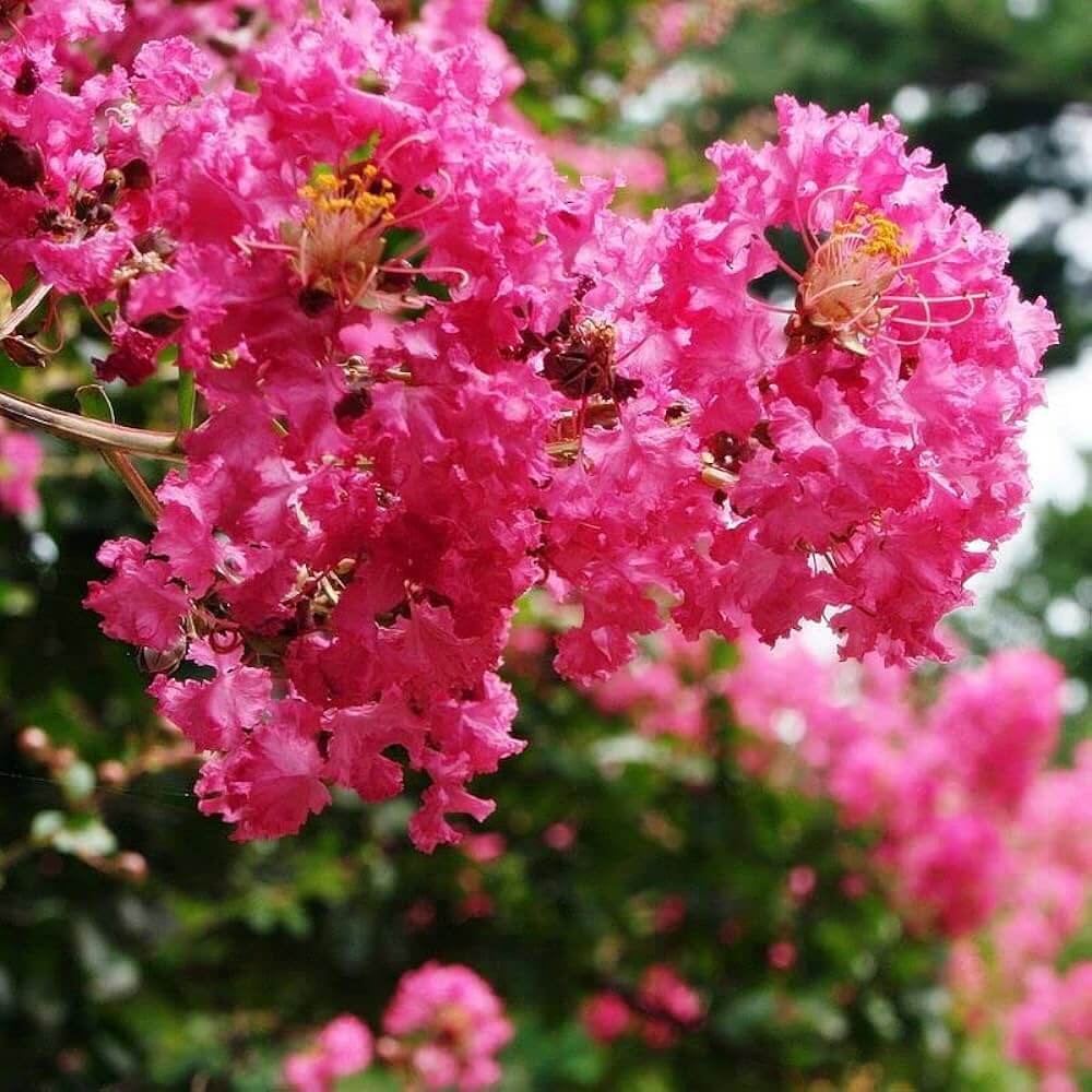 Crape Myrtle Seeds - Flower Plant