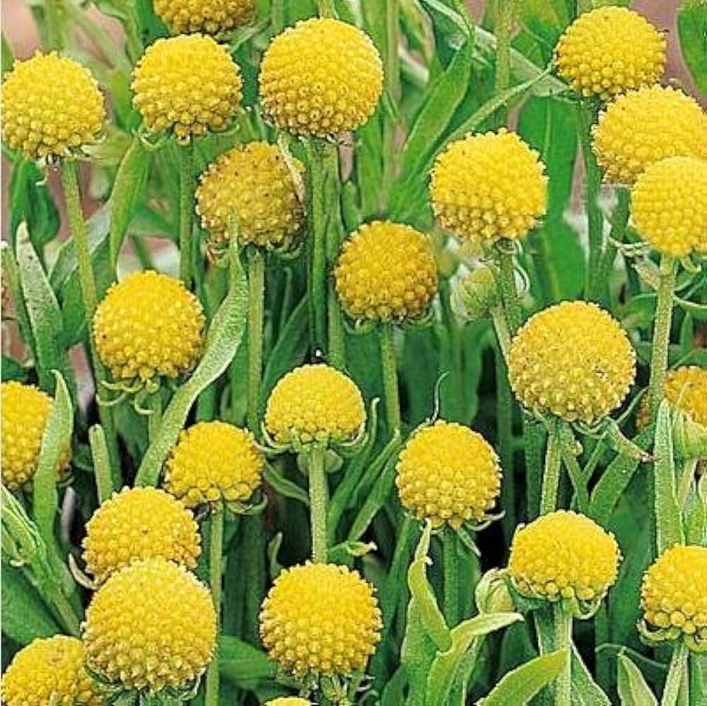 Craspedia Seeds - Flower Plant for Home Gardens
