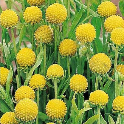Craspedia Seeds - Flower Plant for Home Gardens