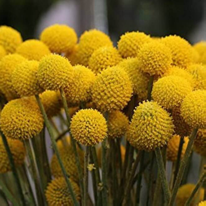 Craspedia Seeds - Flower Plant for Home Gardens