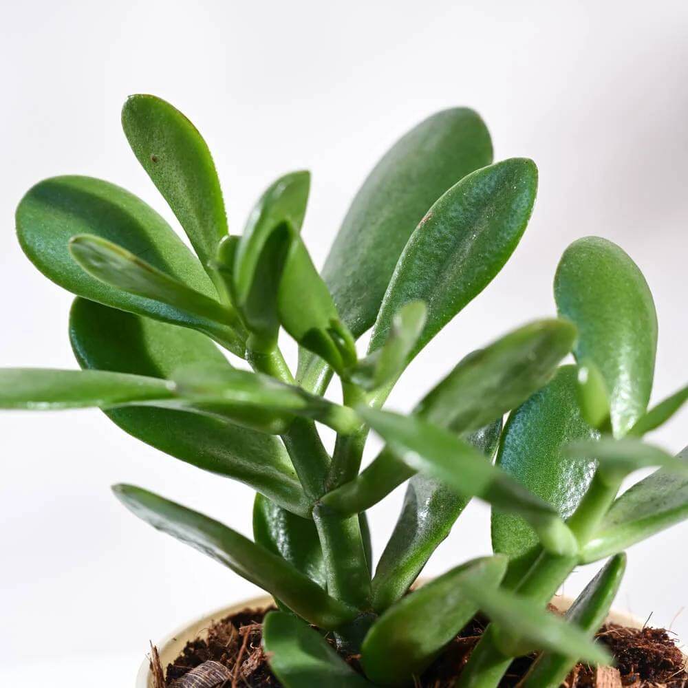 Crassula Seeds - Succulent Plant Seeds for Home Gardens
