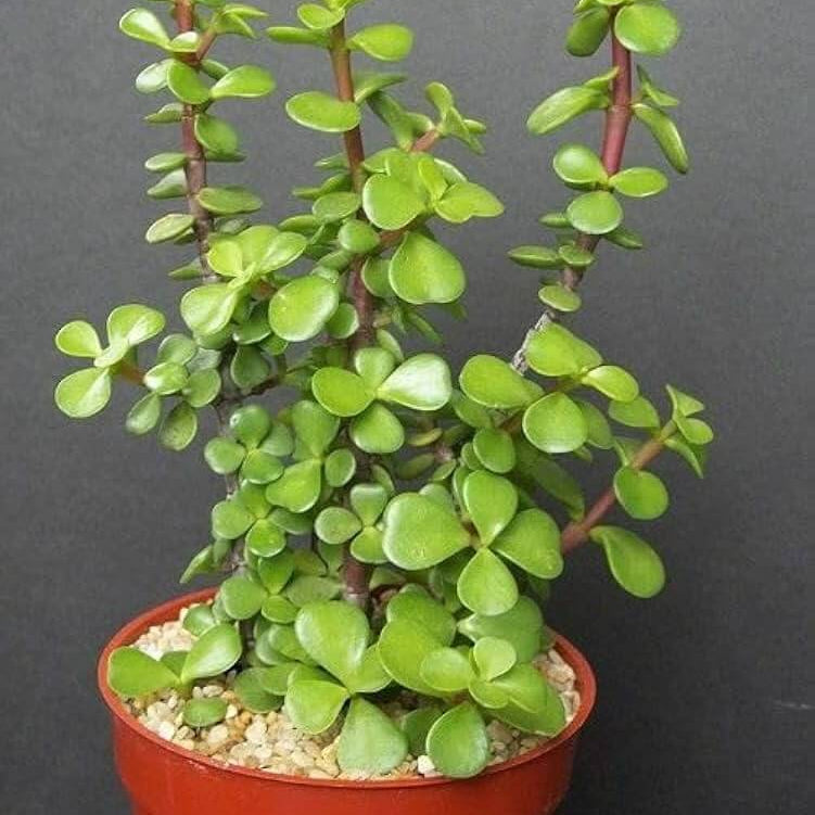 Crassula Seeds - Succulent Plant Seeds for Home Gardens