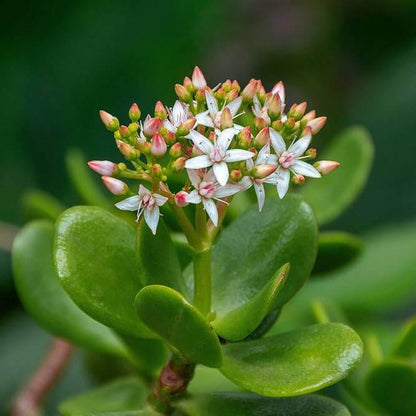 Crassula Seeds - Succulent Plant Seeds for Home Gardens