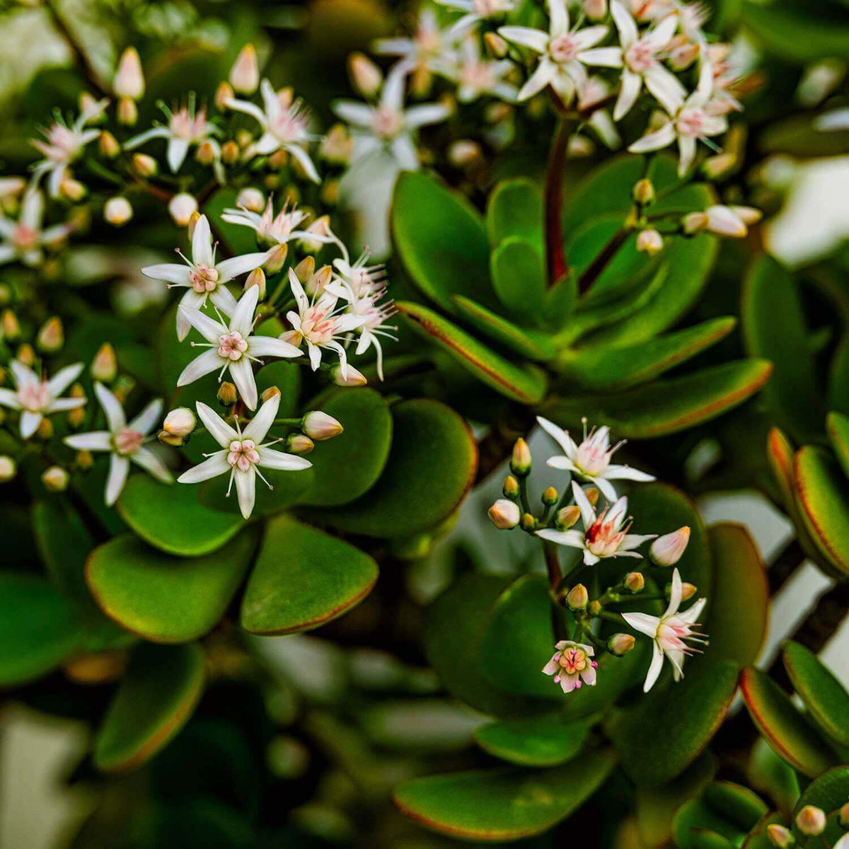 Crassula Seeds - Succulent Plant Seeds for Home Gardens