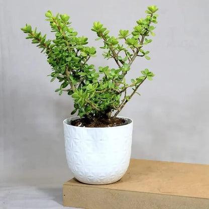 Crassula ovata seeds - Flower Plant