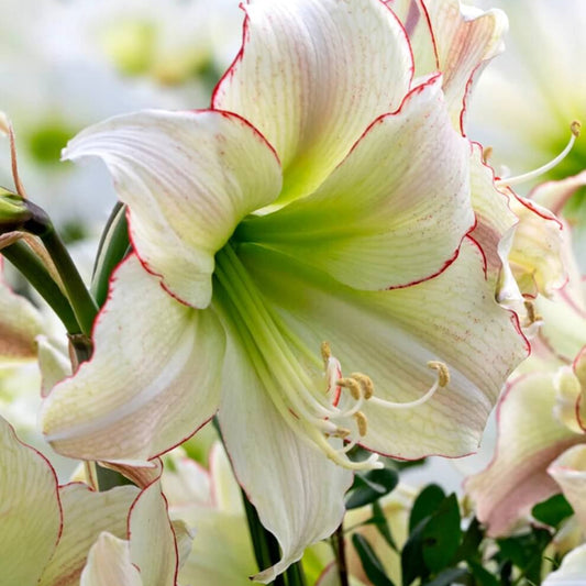 Cream Amaryllis Seeds - Flower Plant for Home Gardens