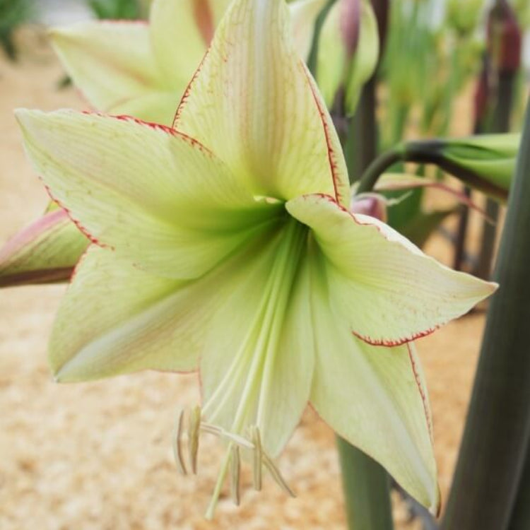 Cream Amaryllis Seeds - Flower Plant for Home Gardens