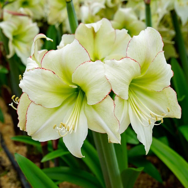 Cream Amaryllis Seeds - Flower Plant for Home Gardens
