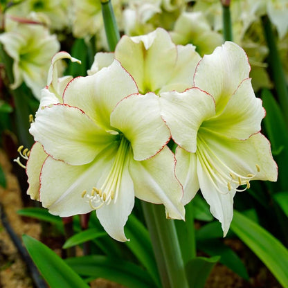 Cream Amaryllis Seeds - Flower Plant for Home Gardens