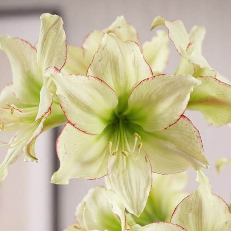 Cream Amaryllis Seeds - Flower Plant for Home Gardens