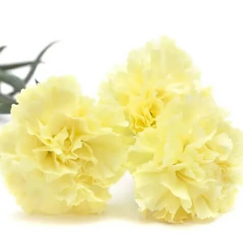 Cream Carnation Seeds - Flower Plant for Home Gardens