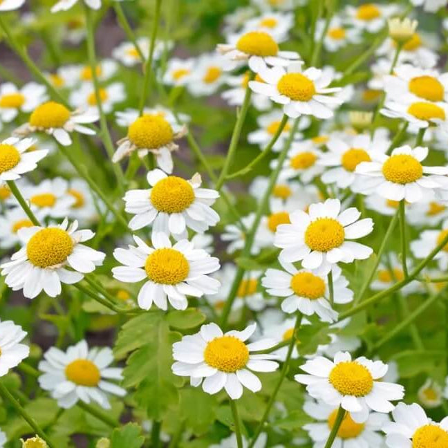 Cream Feverfew Seeds - Herbal Plant for Home Gardens