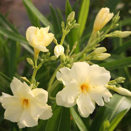 Cream Oleander Seeds - Flower Plant for Home Gardens