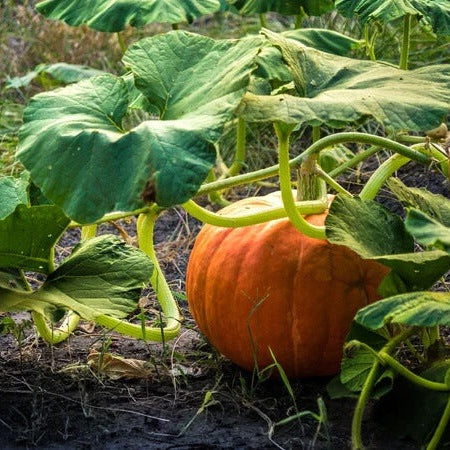 Cream Pumpkin Seeds
