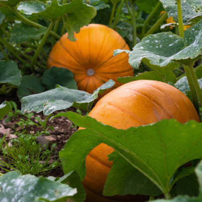 Cream Pumpkin Seeds