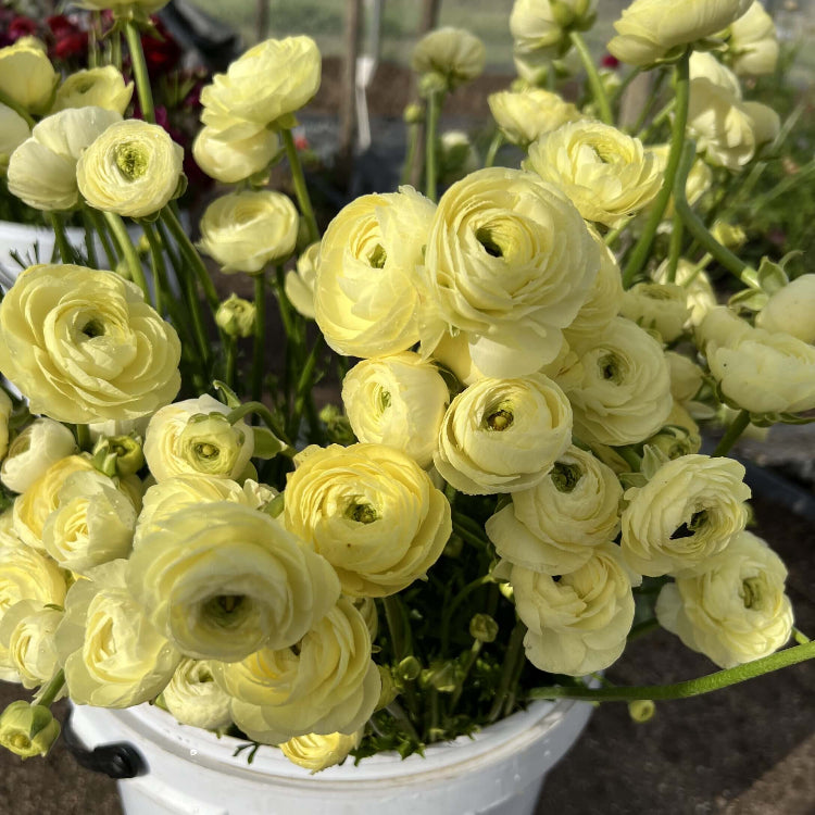 Cream Ranunculus Seeds - Flower Plant for Home Gardens