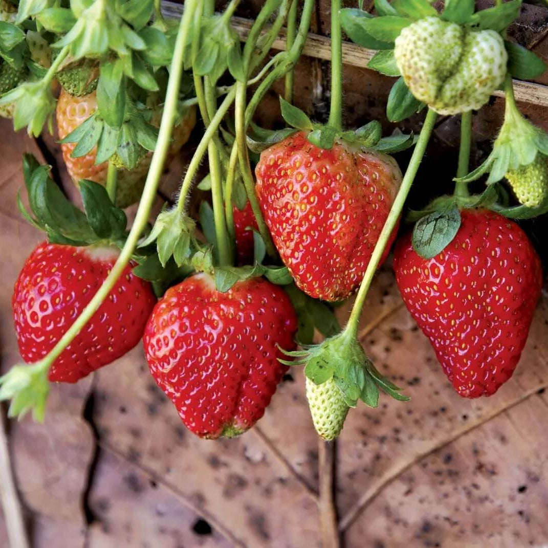 Cream Strawberry Seeds