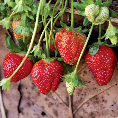 Cream Strawberry Seeds